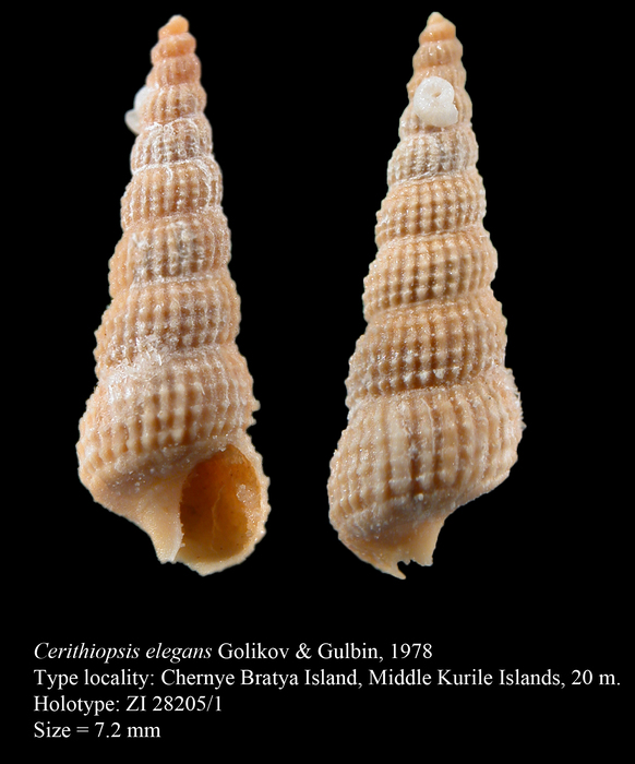 Cerithiopsis elegans Golikov & Gulbin, 1978. Holotype