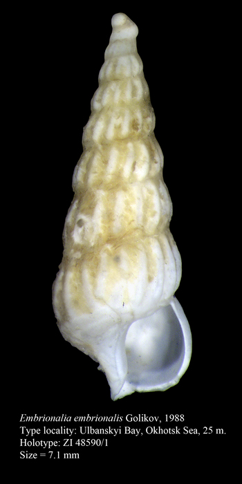Embrionalia embrionalis Golikov, 1988. Holotype Embrionalia embrionalis Golikov, 1988. Holotype