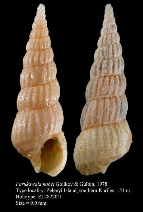 Furukawaia habei Golikov & Gulbin, 1978. Holotype Furukawaia habei Golikov & Gulbin, 1978. Holotype