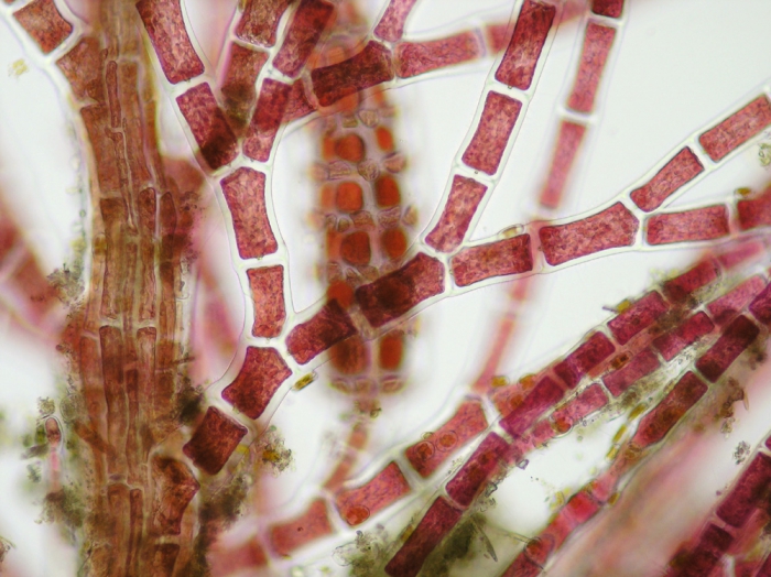 Dasya ocellata Dasya ocellata