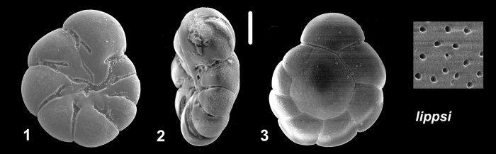 Acarotrochus lippsi Hayward and Holzmann, 2021 Holotype Acarotrochus lippsi Hayward and Holzmann, 2021 Holotype