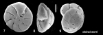 Pseudoeponides dubuissoni Baccaert, 2021 Holotype