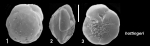 Pseudoeponides hottingeri Hayward and Holzmann, 2021 Holotype