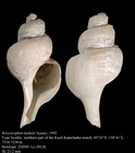 Boreotrophon hadalis Sysoev, 1992. Holotype