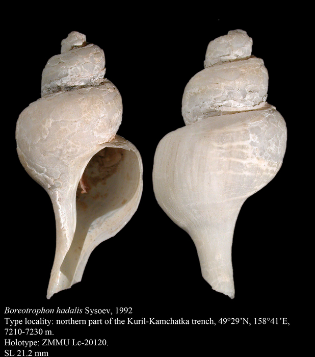 Boreotrophon hadalis Sysoev, 1992. Holotype Boreotrophon hadalis Sysoev, 1992. Holotype