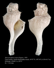 Abyssotrophon ivanovi Egorov, 1993, Holotype
