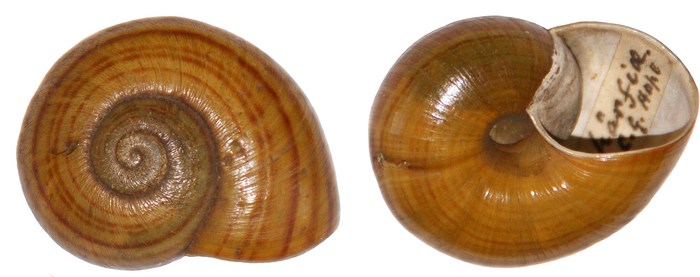 Helix schaerfiae L. Pfeiffer, 1861