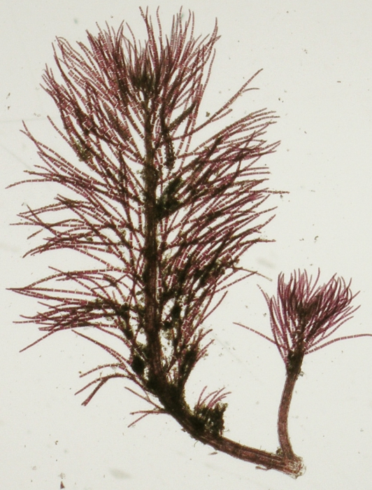 Dasya ocellata Dasya ocellata