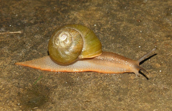 Afrorhytida burseyae Herbert & Moussalli, 2010