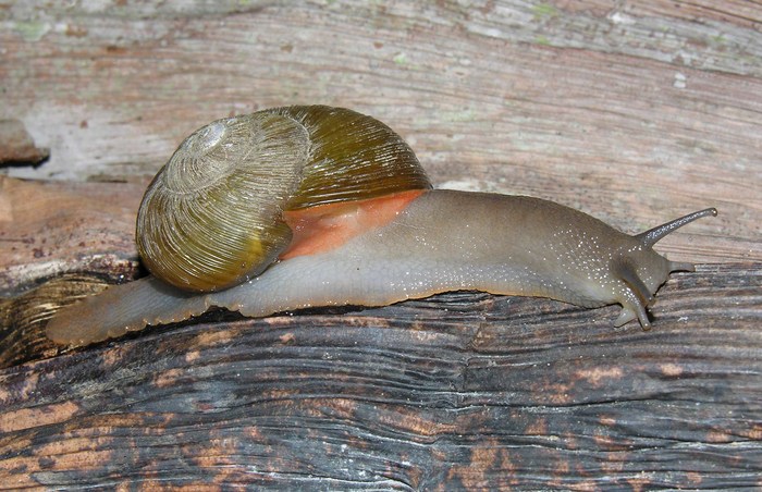 Natalina beyrichi (von Martens, 1890) Natalina beyrichi (von Martens, 1890)