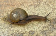 Natalina cafra cafra (Férussac, 1821)