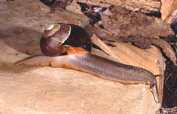 Natalina cafra eumacta (Melvill & Ponsonby, 1892) Natalina cafra eumacta (Melvill & Ponsonby, 1892)