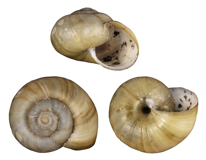 Helix (Aerope) eumacta Melvill & Ponsonby, 1892 Helix (Aerope) eumacta Melvill & Ponsonby, 1892