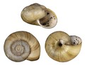 Mollusca (molluscs)