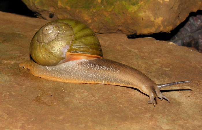 Natalina cafra eumacta (Melvill & Ponsonby, 1892)