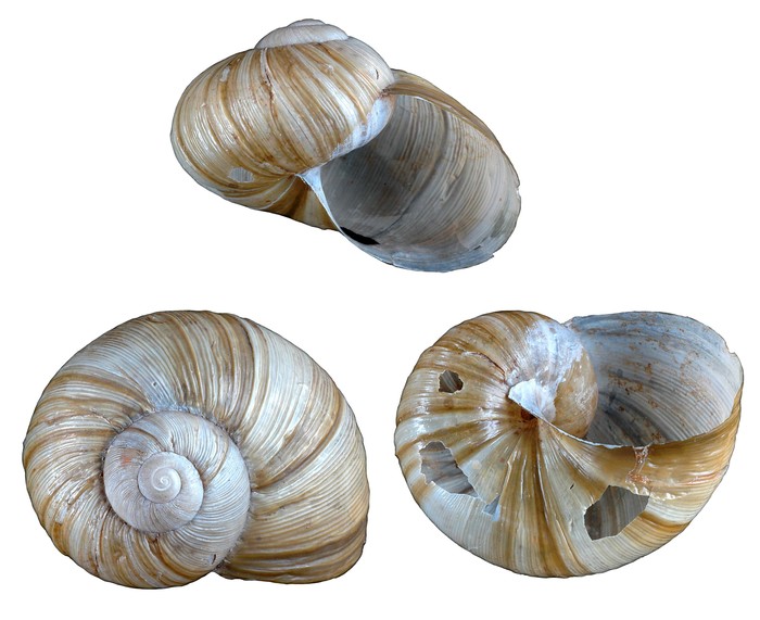 Helix (Helicophanta) cafra Férussac, 1821 Helix (Helicophanta) cafra Férussac, 1821