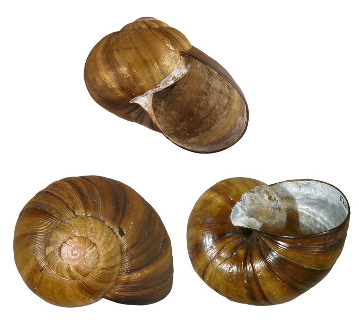 Natalina cafra natalensis Herbert & Moussalli, 2010 Natalina cafra natalensis Herbert & Moussalli, 2010