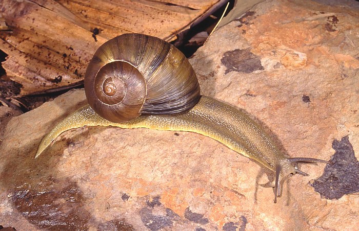 Natalina cafra natalensis Herbert & Moussalli, 2010 Natalina cafra natalensis Herbert & Moussalli, 2010