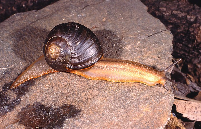 Natalina cafra natalensis Herbert & Moussalli, 2010