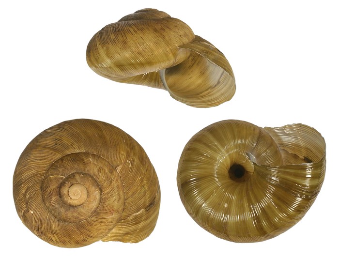 Aerope beyrichi E. von Martens, 1890 Aerope beyrichi E. von Martens, 1890