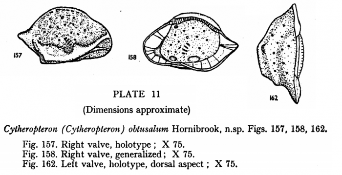 Cytheropteron (Cytheropteron) obtusaeum Hornibrook, 1952 from the original description