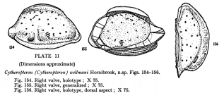 Cytheropteron (Cytheropteron) wellmani Hornibrook, 1952 from the original description