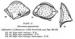 Cytheropteron (Cytheropteron) willetti Hornibrook, 1952 from the original description