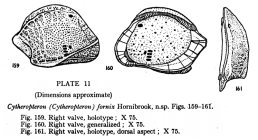 Cytheropteron (Cytheropteron) fornix Hornibrook, 1952 from the original description