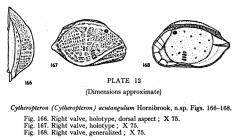 Cytheropteron (Cytheropteron) acutangulum Hornibrook, 1952 from the original description