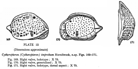 Cytheropteron (Cytheropteron) improbum Hornibrook, 1952 from the original description