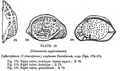 Cytheropteron (Cytheropteron) confusum Hornibrook, 1952 from the original description
