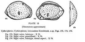 Cytheropteron (Cytheropteron) terecaudum Hornibrook, 1952 from the original description