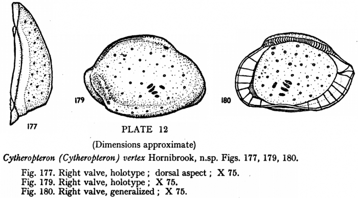 Cytheropteron (Cytheropteron) vertex Hornibrook, 1952 from the original description