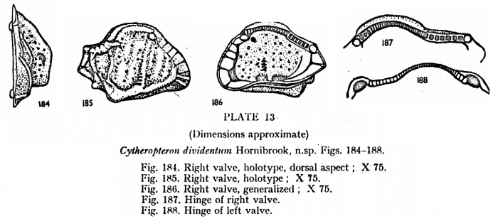 Cytheropteron (Cytheropteron) dividentum Hornibrook, 1952 from the original description