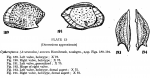 Cytheropteron (Aversovalva) aureum Hornibrook, 1952 from the original description