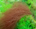 Rhodophyta (red algae)