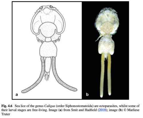 Caligus sp.