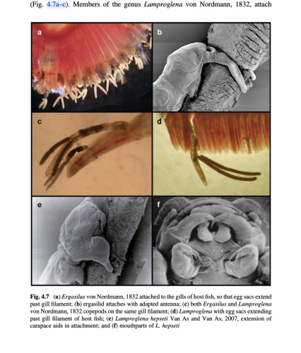 Ergasilus sp.