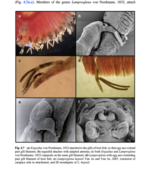 Ergasilus sp.