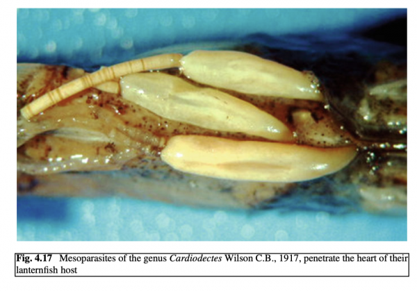 Cardiodectes  sp.