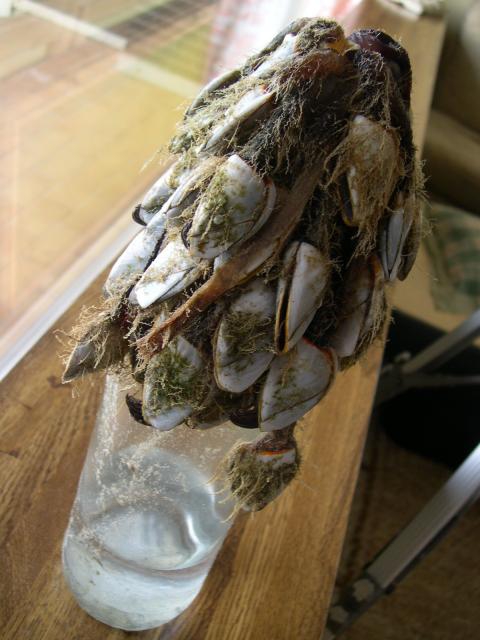 eendenmossels eendenmossels