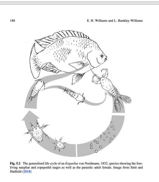 Ergasilus life cycle