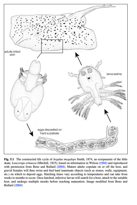 Argulus megalops 