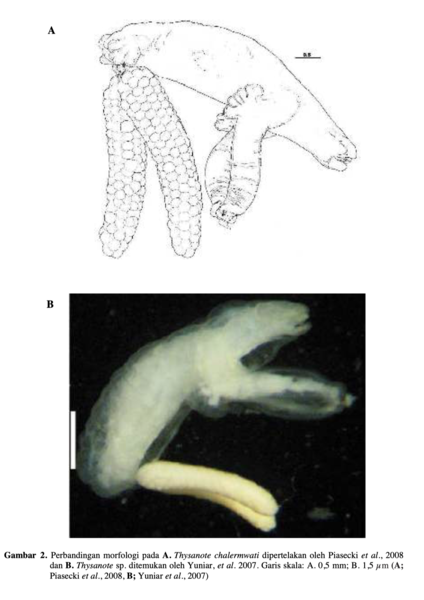 Thysanote sp.