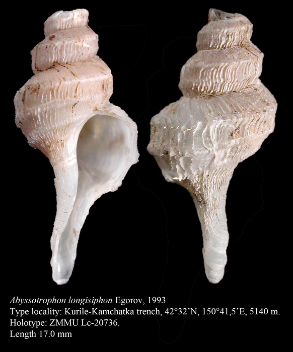 Abyssotrophon longisiphon Egorov, 1993. Holotype Abyssotrophon longisiphon Egorov, 1993. Holotype