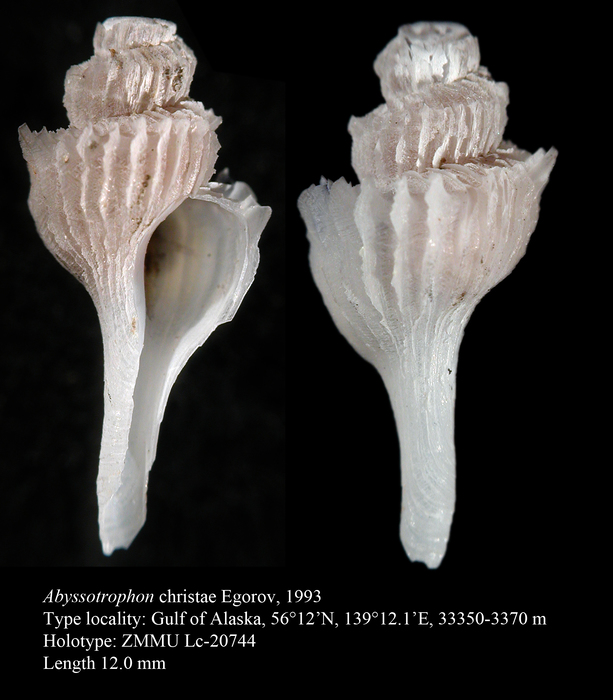 Abyssotrophon christae Egorov, 1993. Holotype