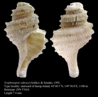 Trophonopsis odisseyi Golikov & Sirenko, 1992. Holotype