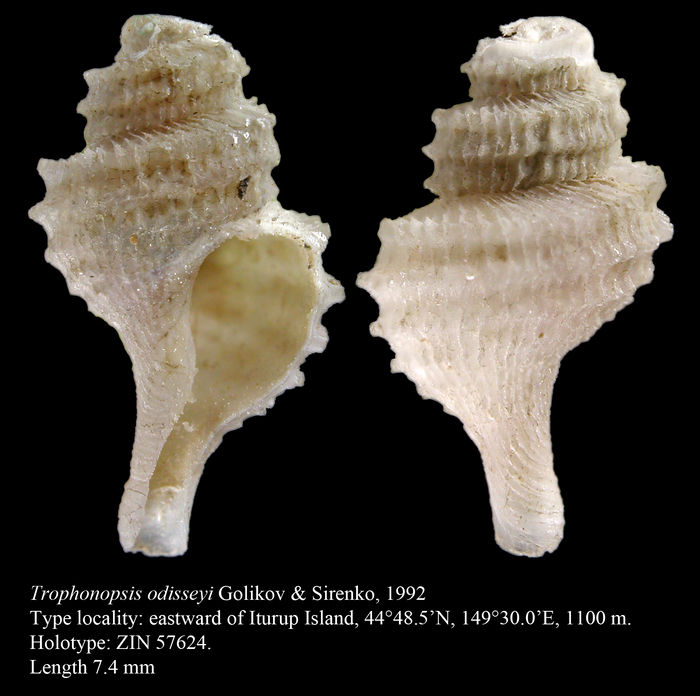 Trophonopsis odisseyi Golikov & Sirenko, 1992. Holotype Trophonopsis odisseyi Golikov & Sirenko, 1992. Holotype