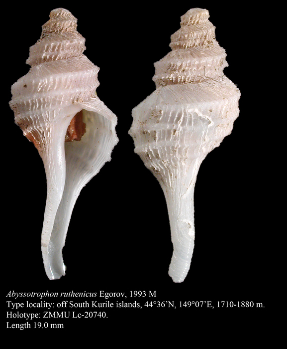 Abyssotrophon ruthenicus Egorov, 1993. Holotype