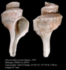 Abyssotrophon teratus Egorov, 1993. Holotype